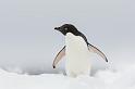 090 Antarctica, Hope Bay, adeliepinguin